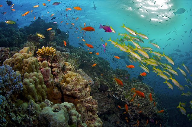 BBC's new Great Barrier Reef documentary serves up some serious eye candy
