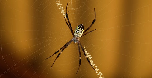 La psicología del miedo: ¿Por qué nos asustan las arañas?