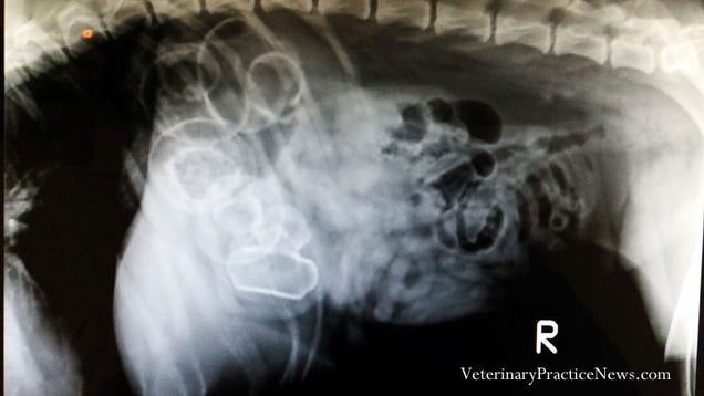Mi perro se ha comido 43 calcetines, y otras sorpresas de los rayos X
