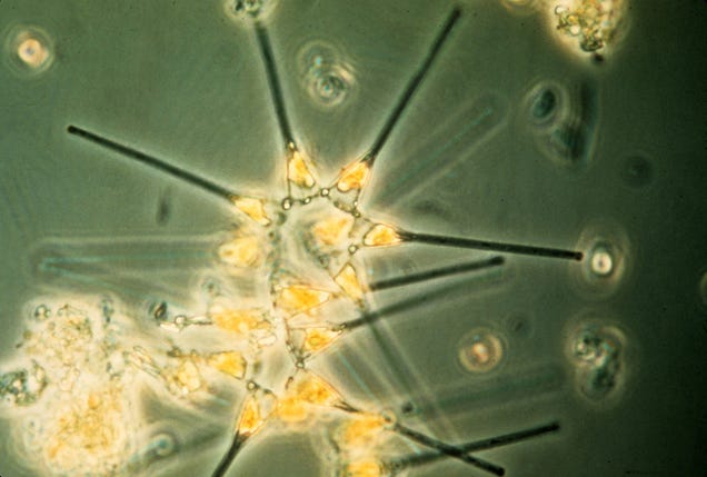 These nearly-invisible sea creatures fill the oceans with beauty