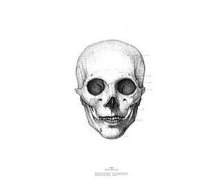 Portraits of 20th century figures — or at least their skulls