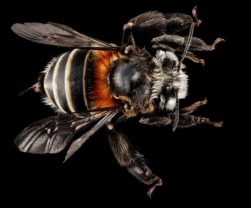 These Exquisite Bee Photographs Reveal Every Delicate Hair, Antenna, and Wing