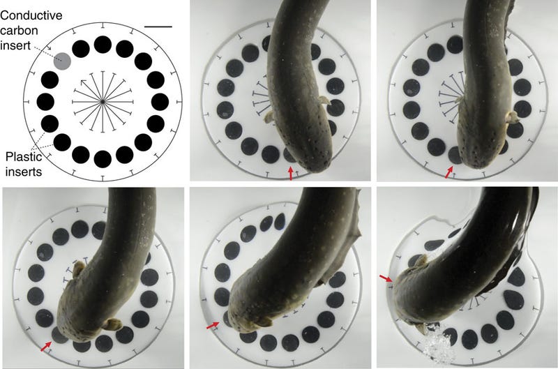 the-way-electric-eels-kill-is-even-cooler-than-we-realized