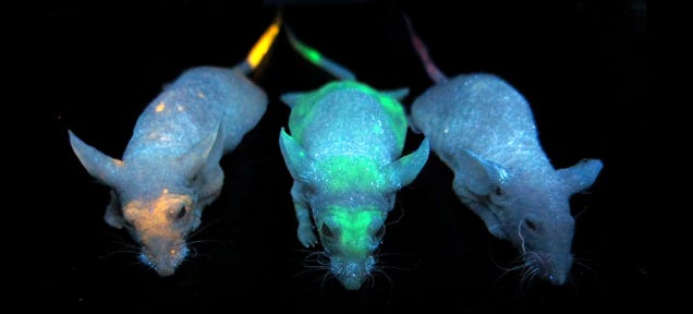 These Mice Are Lit Up With Quantum Dots