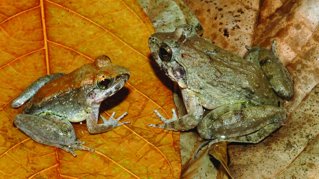 This Freaky New Frog Gives Birth To Live Tadpoles, Not Eggs