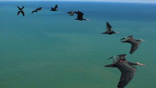 Why Birds Take Turns At The Front When Flying In V-Formation