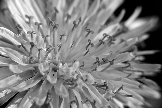 Shooting Challenge: Spring Gallery 2