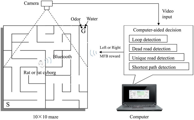 Cyborg Rats Solve Mazes Better and Faster Than Normal Rats