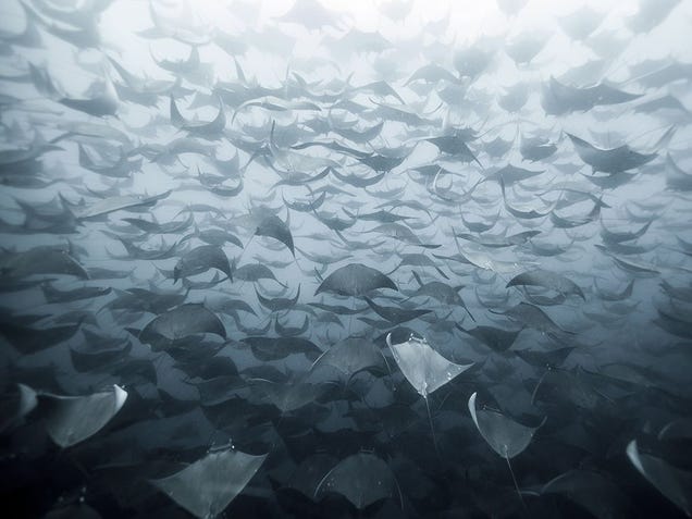 Impressive photo of hundreds of flying rays is one beautiful nightmare