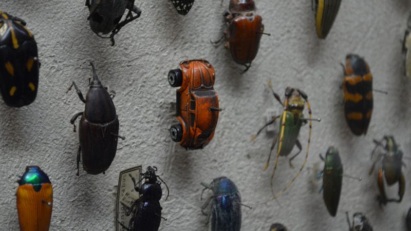 Some Sneaky Museum Curator Hid A Volkswagen Beetle In The Insect Collection 