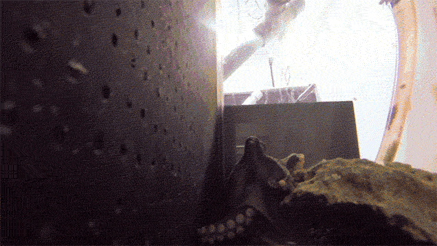 GIF PARTY! - Page 4 Icmcumqx4a1hhclyuuke