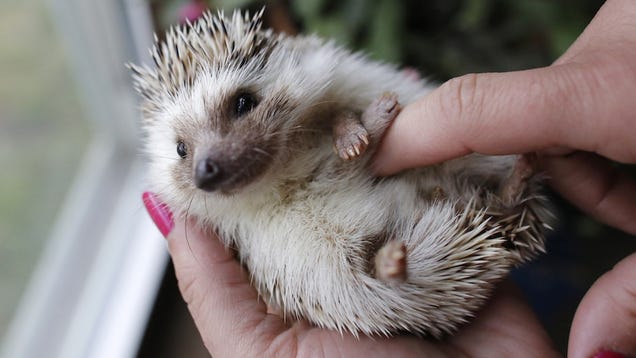 It's Official: Everybody Wants a Hedgehog