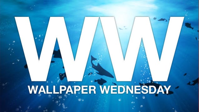 Dive Under the Sea with These Ocean Wallpapers