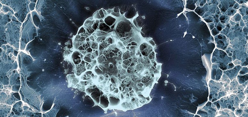 The Best Biomedical Images of the Year Reveal the True Beauty of Biology