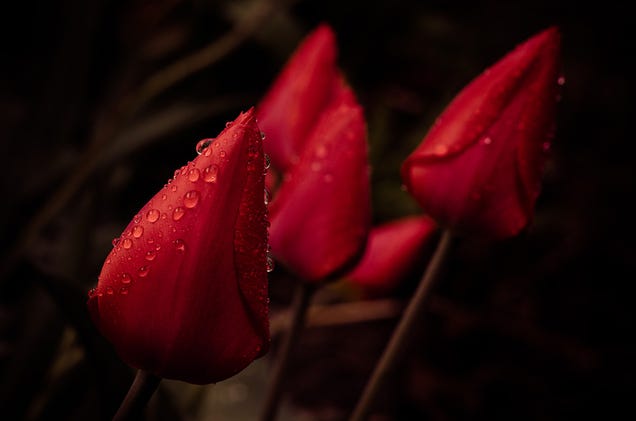 Shooting Challenge: Spring Gallery 3