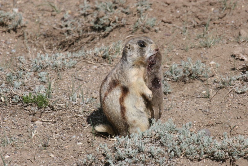 Los biólogos han descubierto algo espeluznante sobre los perritos de la pradera