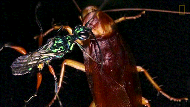 Watch a Wasp Turn a Cockroach into a Zombie