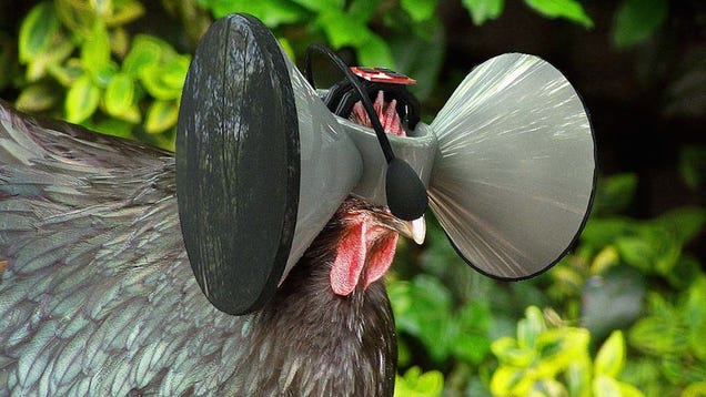 One Man's Insane Plan to Make Oculus Rifts for Chickens