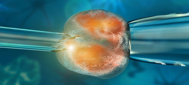 Scientists Have Cloned Embryos From Adult Cells For the First Time Ever