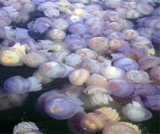 A Plague of Jellyfish Headed for the U.K.