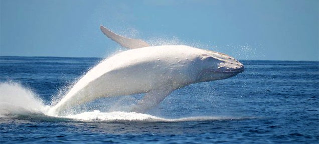 The only known white humpback whale in the world resurfaces