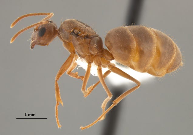 Southern United States Invaded by "Hairy, Crazy Ants" that Attack Electrical Systems