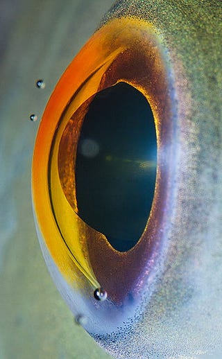 Incredible close-up photos of animals' eyes