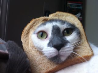 Here Are Your Best Pictures of Breaded Cats