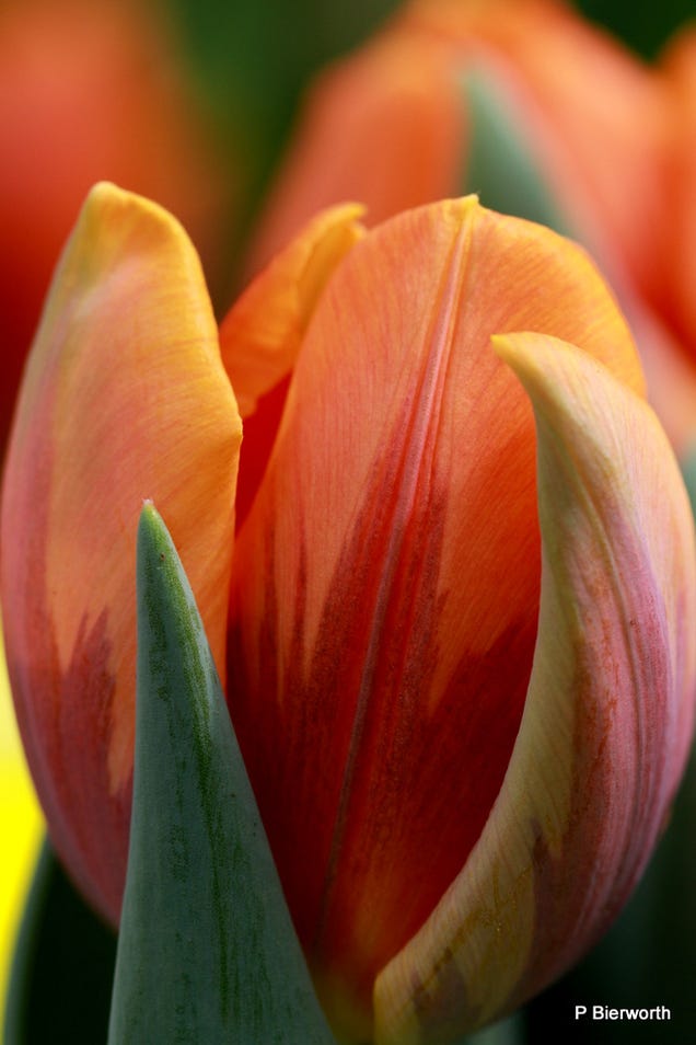 Shooting Challenge: Spring Gallery 2