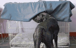 The First GIF Search Engine Is Hilariously Bad