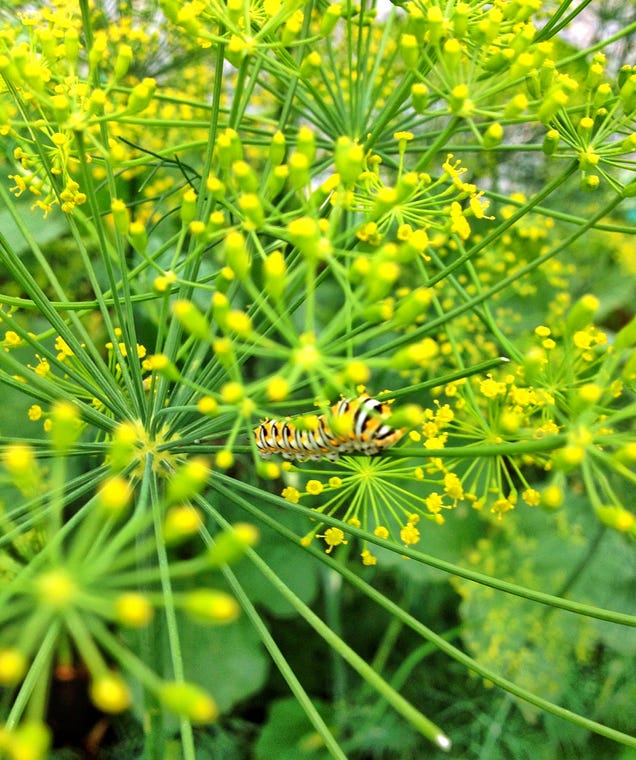 75 Close-Ups Of Bugs