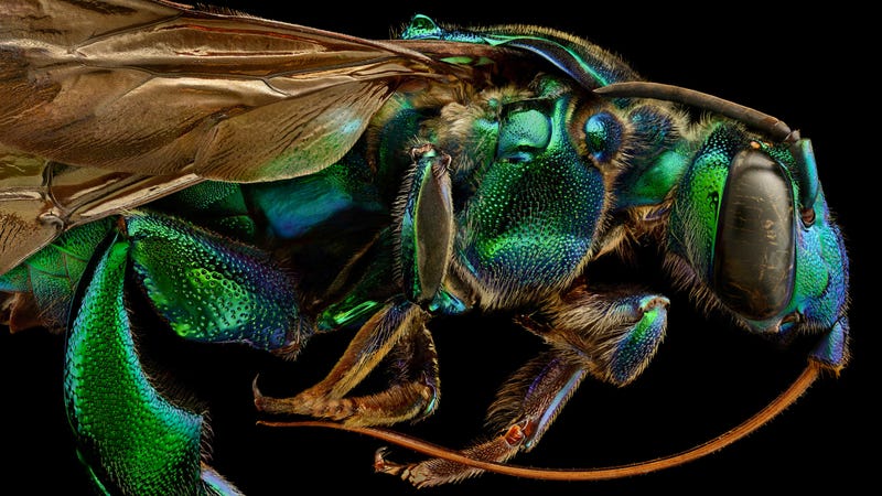 You've Never Seen Insect Portraits Like These