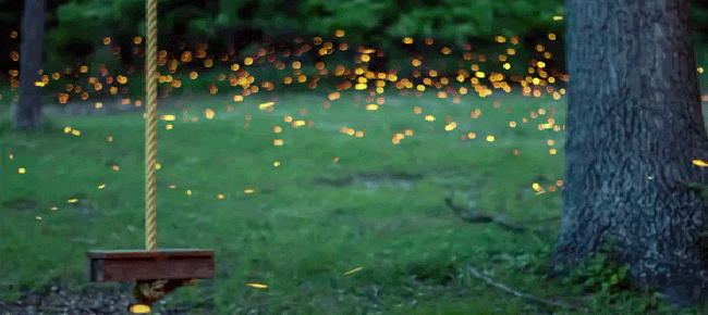 This time lapse of fireflies is art in motion