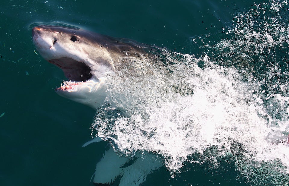 Surfer Bitten In Half By Great White Shark In Australia