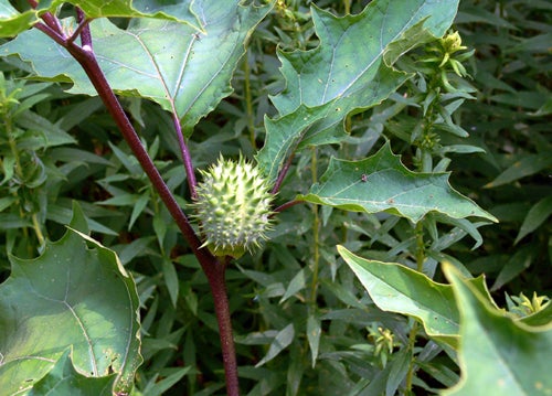 a study of hallucinogenic plants Lima, peru — a 41-year-old canadian who travelled to peru to study hallucinogenic medicine was killed by a mob in a remote corner of the amazon rain forest after. a study of hallucinogenic plants Lima, peru — a 41-year-old canadian who travelled to peru to study hallucinogenic medicine was killed by a mob in a remote corner of the amazon rain forest after.