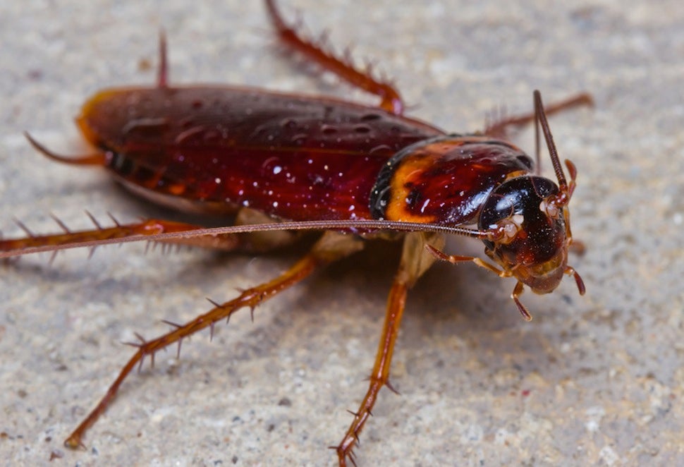 giant-cockroach-pulled-from-hospitalized-man-s-ear