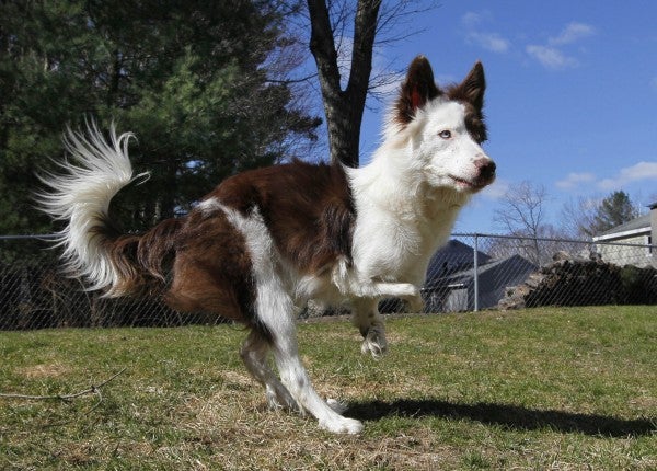 Roosevelt—The Bi-Pedal, Off-Roading Border Collie