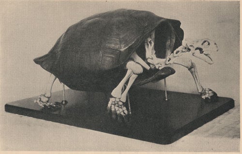 Extinct Tortoise Could Make a Comeback