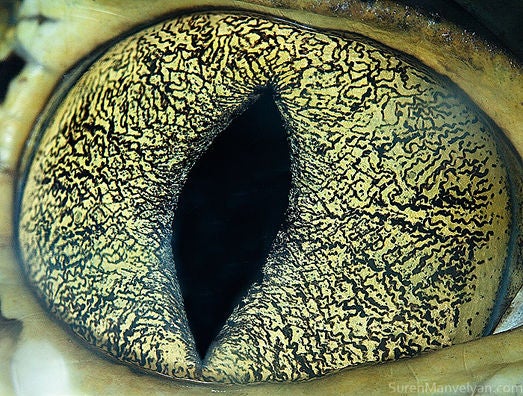 Incredible close-up photos of animals' eyes