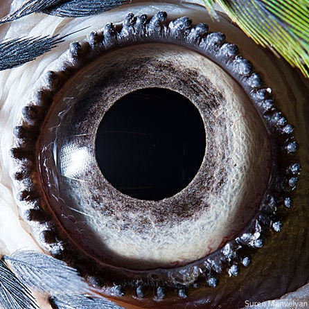 Incredible close-up photos of animals' eyes