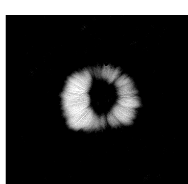 What do fruits and vegetables look like inside an MRI? Short answer: "Whoa."