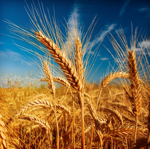 Why you should probably stop eating wheat