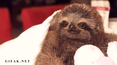 Smooth Operator Sloth Puts the Slow Moves on His Human Love Interest