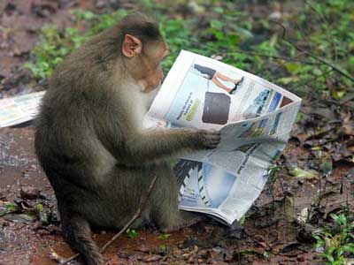 Many Primates Still Not Sure Who Won Sunday's NASCAR Race