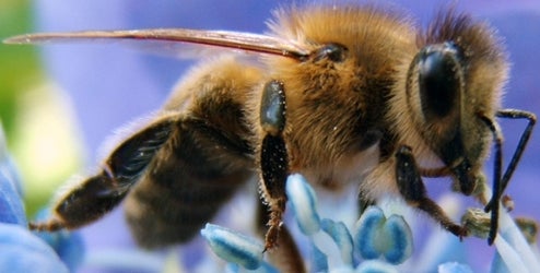 Genetic Superbees More Badass Than James Bond