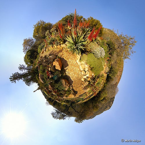 Mass Extinctions Rise Among Plant Species