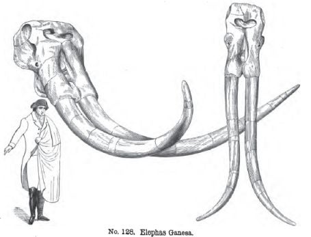 How the Democrats Tried to Destroy Dinosaur Art