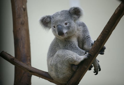 Australian Teen Crashes SUV Into Tree, Repeatedly, Attempting To Dislodge Koala