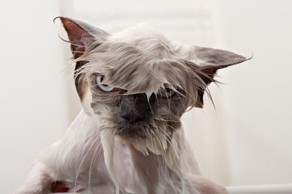 Cat Names, Scientifically Ranked