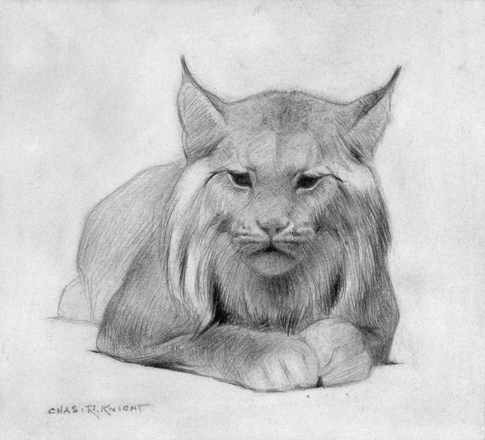 Celebrating Charles R. Knight, the artist who first brought dinosaurs and megafauna to life